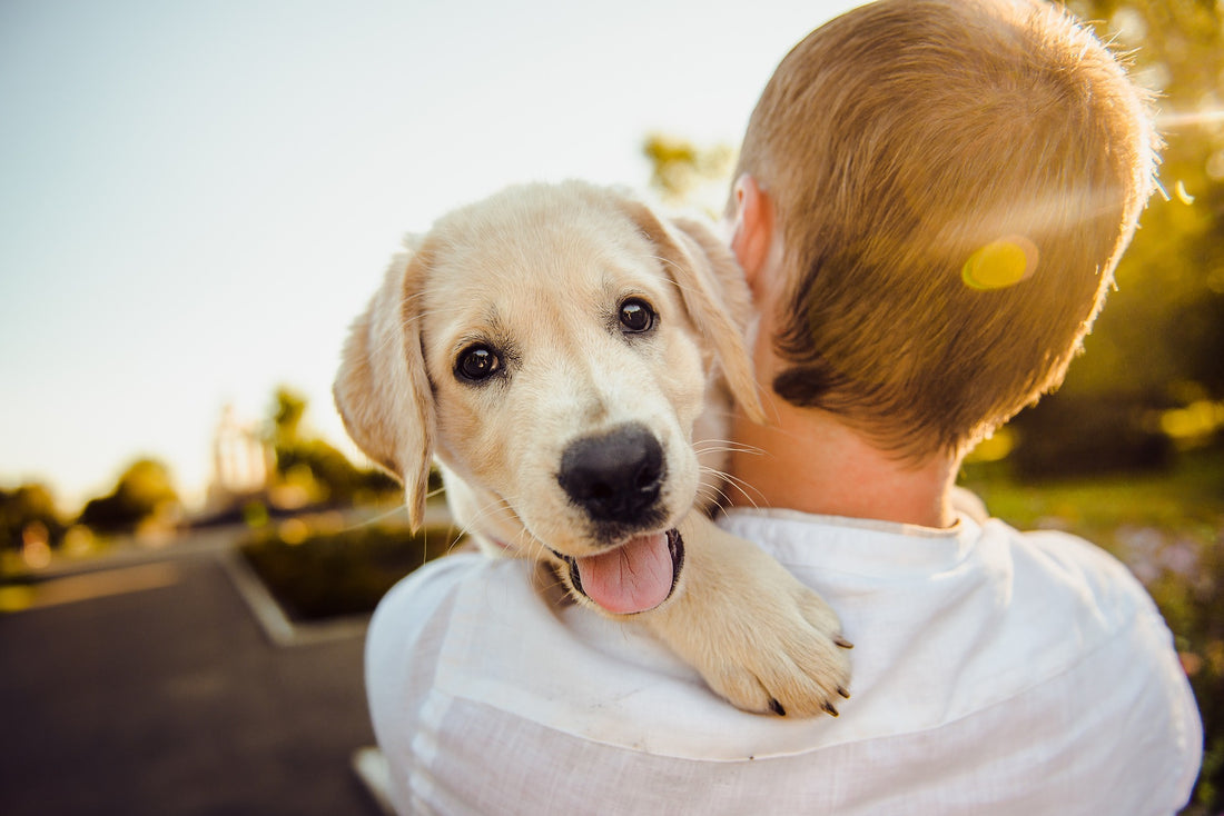 Pet and Summer Fun for Every Age: Activities for Fathers and Kids